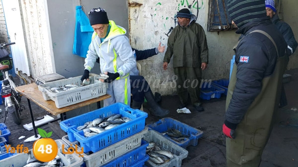 samak yaffa 3j53 (2).JPG